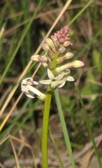 (c) Ian Rainbow, some rights reserved (CC BY) Stackhousia monogyna, photograph (c) Ian Rainbow, some rights reserved (CC BY)