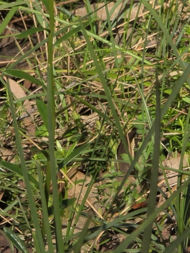 Stackhousia monogyna, photograph 2