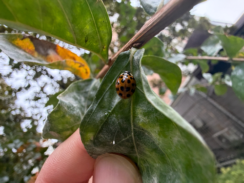Asian Lady Beetle