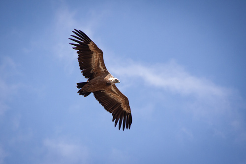 Eurasian Griffon