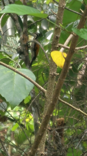 White-naped Woodpecker