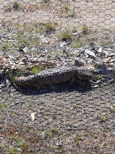 Shingleback