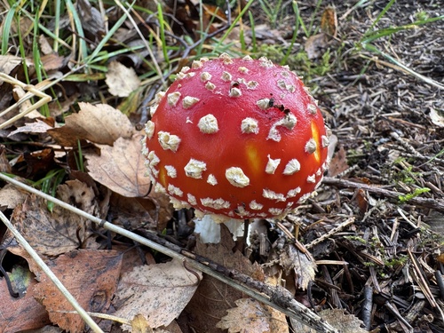 Fly Agaric