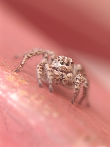Aelurillus m-nigrum
