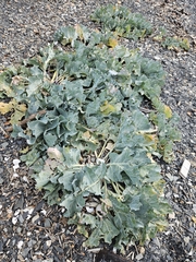 Crambe maritima, photograph author not stated, no rights reserved