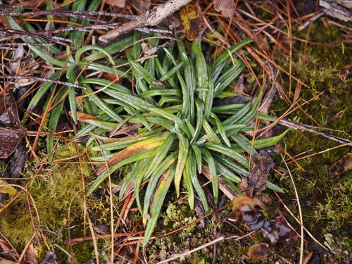 Celmisia major, 2026-09-21