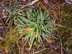 Celmisia major