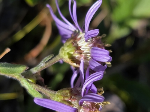 Italian Aster