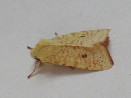 The Sallow