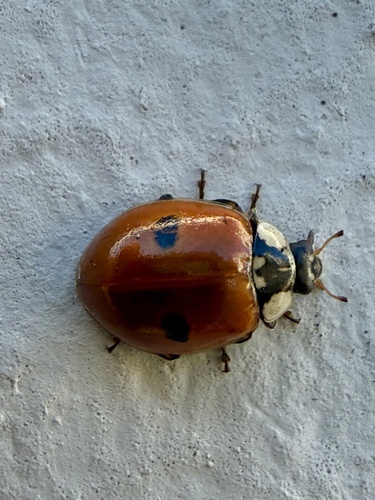 Two-spotted Lady Beetle