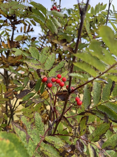 European mountain ash