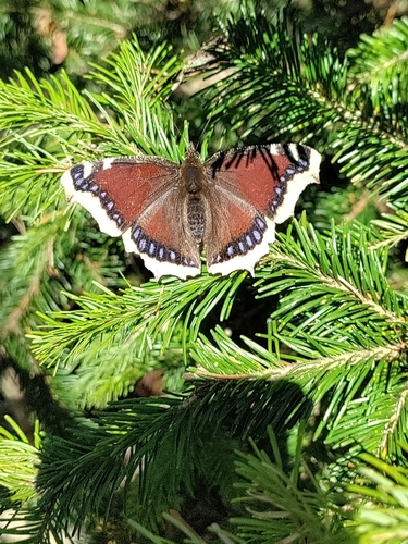 Mourning Cloak