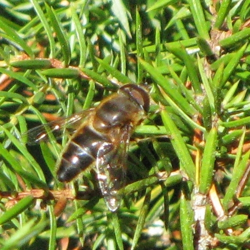 Tapered Drone Fly
