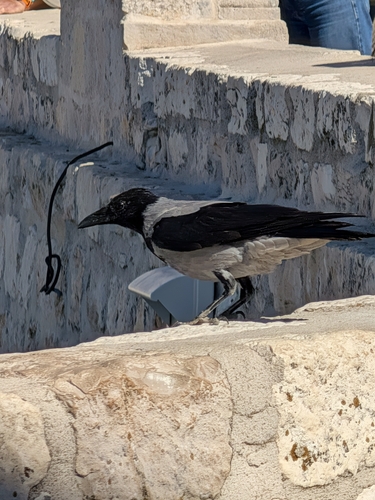 Hooded Crow