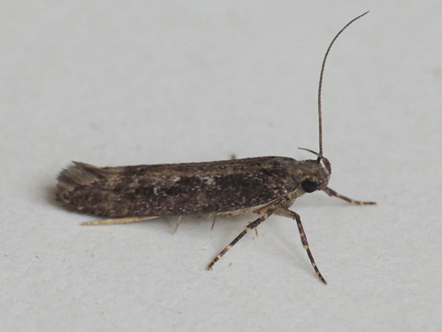 Gladiovalva badidorsella