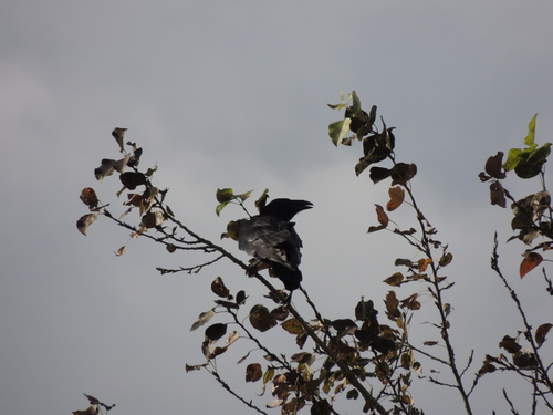 Common Raven