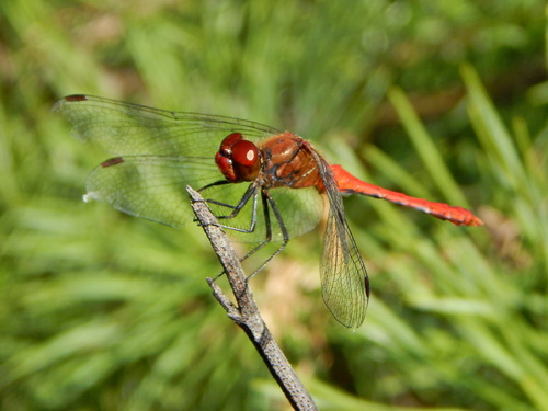 Ruddy Darter