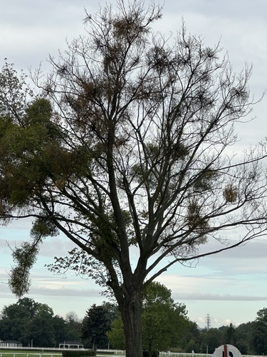 European mistletoe