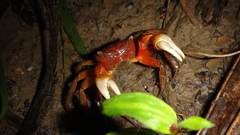 Orisarma intermedium