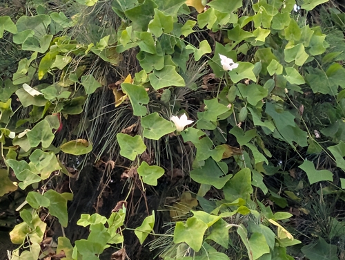 Ivy gourd