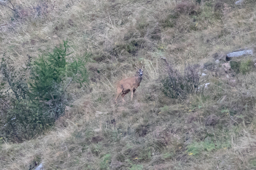 Western Roe Deer