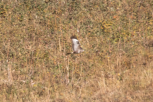 Common Buzzard