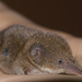 Eurasian Pygmy Shrew - Photo (c) philip hay, some rights reserved (CC BY-NC-ND)
