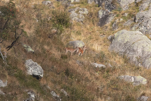 Red Deer