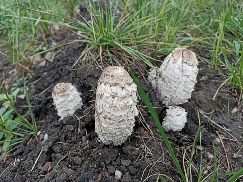 Shaggy Mane
