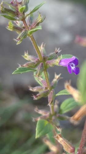Clinopodium acinos, photograph 5