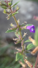 Clinopodium acinos, photograph author not stated, no rights reserved