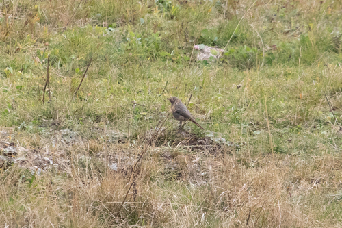 Black Redstart