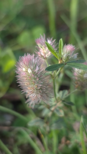 Trifolium arvense, photograph 5