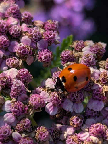 Seven-spotted Lady Beetle