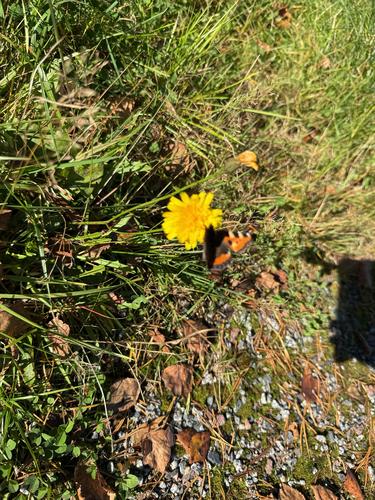 Small Tortoiseshell
