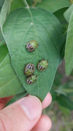 Southern Green Stink Bug