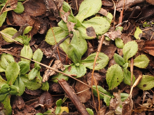 Celmisia glandulosa, 2026-09-21