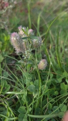 Trifolium arvense, photograph author not stated, no rights reserved