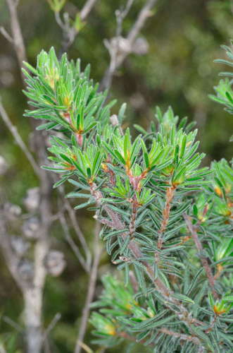 Image of Pultenaea daltonii by (c) Chris Lindorff, some rights reserved (CC BY)