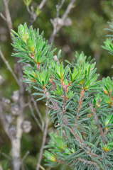 Pultenaea daltonii