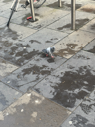 Feral Pigeon