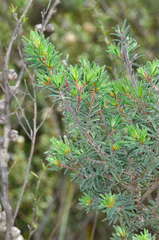 Pultenaea daltonii