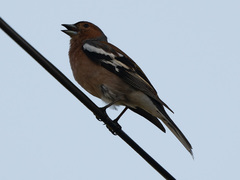 Fringilla coelebs
