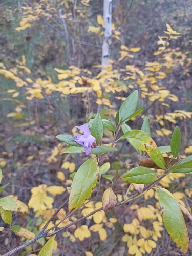 daurian rhododendron