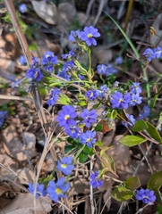 Dampiera linearis, photograph author not stated, no rights reserved