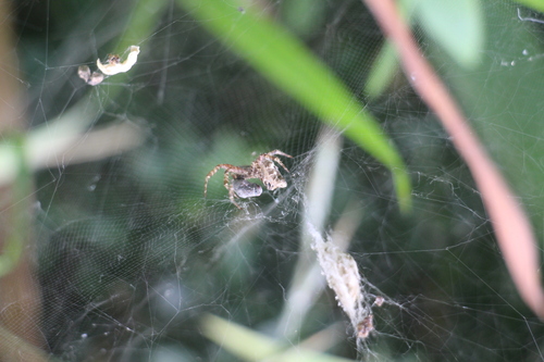 Tropical Tent-web Spider