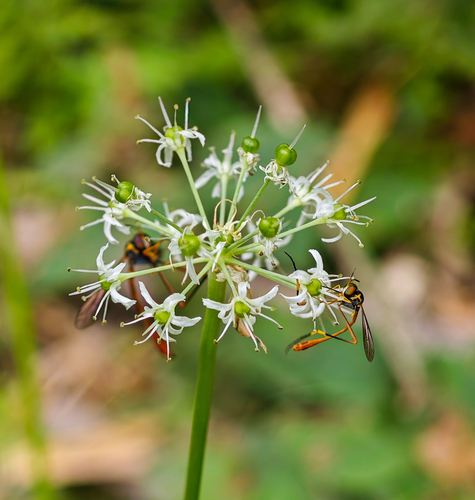 East-Himalayan chives