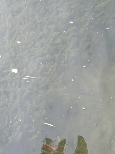 Canadian Waterweed