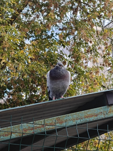 Feral Pigeon