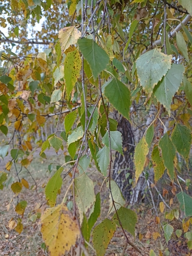 silver birch